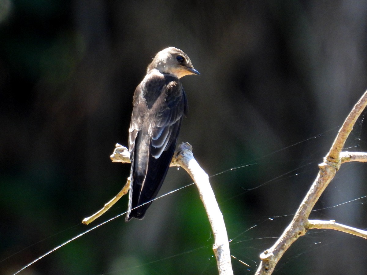 Southern Rough-winged Swallow - ML560525291
