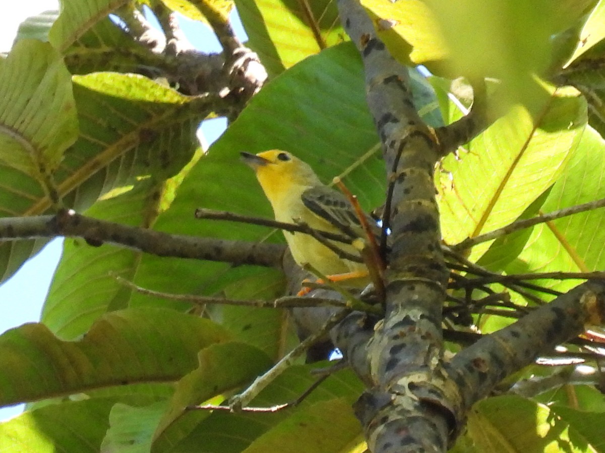 Orange-fronted Plushcrown - ML560525561