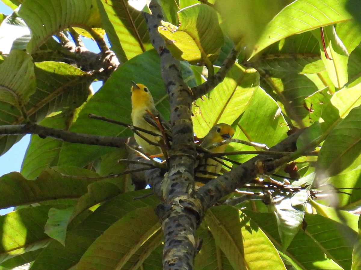 Orange-fronted Plushcrown - ML560525571