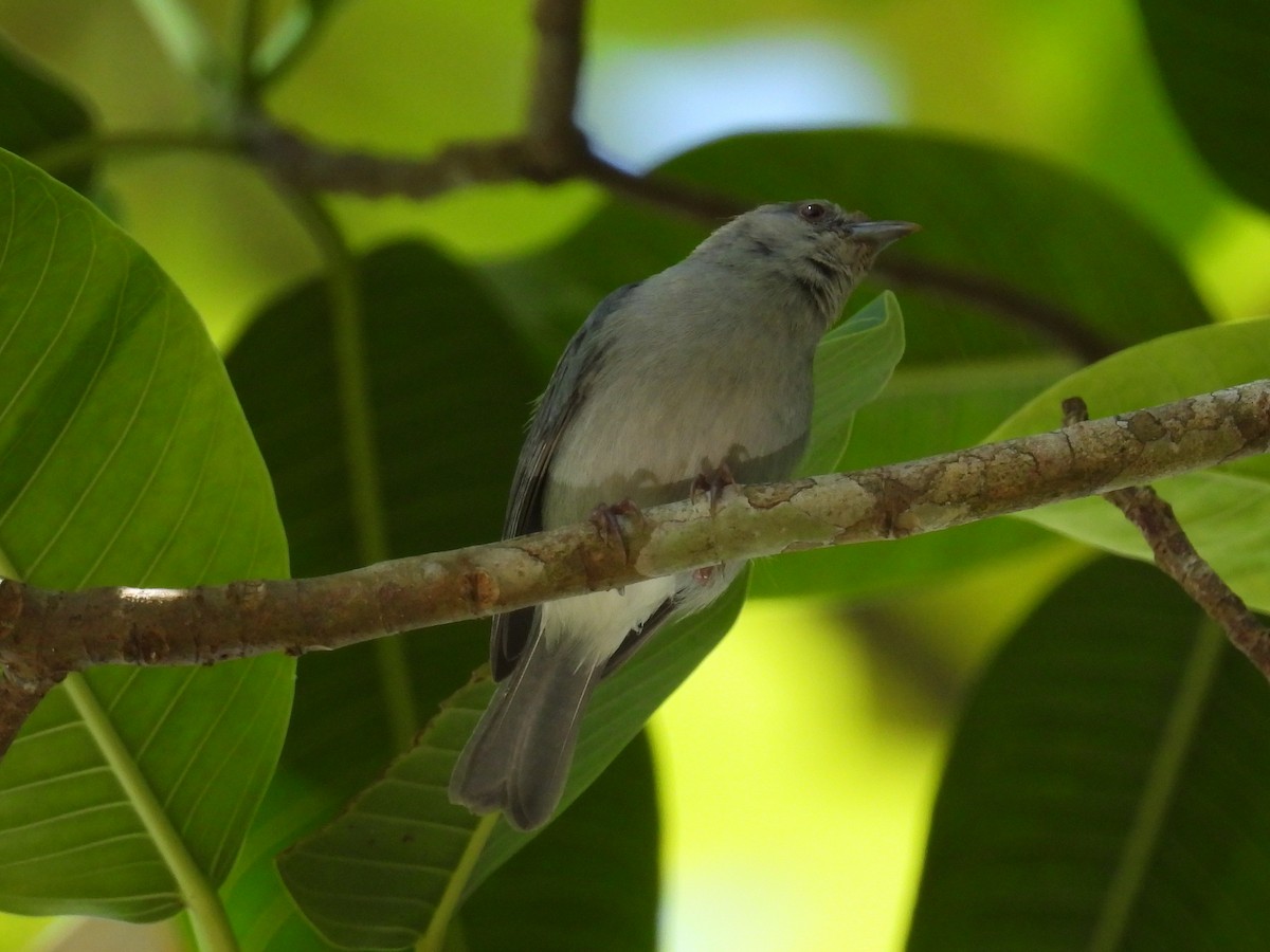 Pearly-breasted Conebill - ML560525661