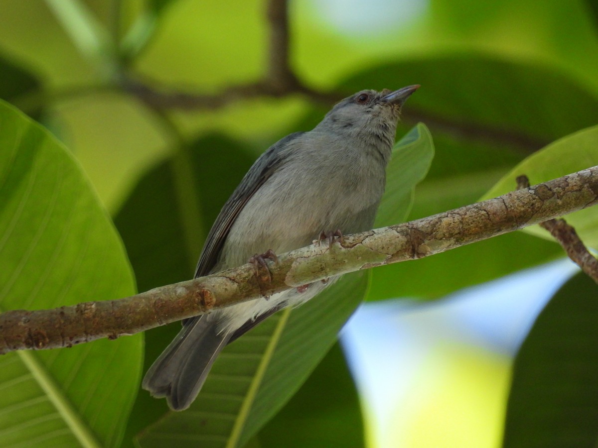 Pearly-breasted Conebill - ML560525671