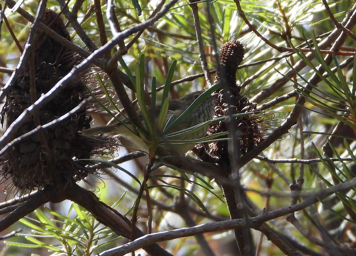 Brown Thornbill - ML560525771