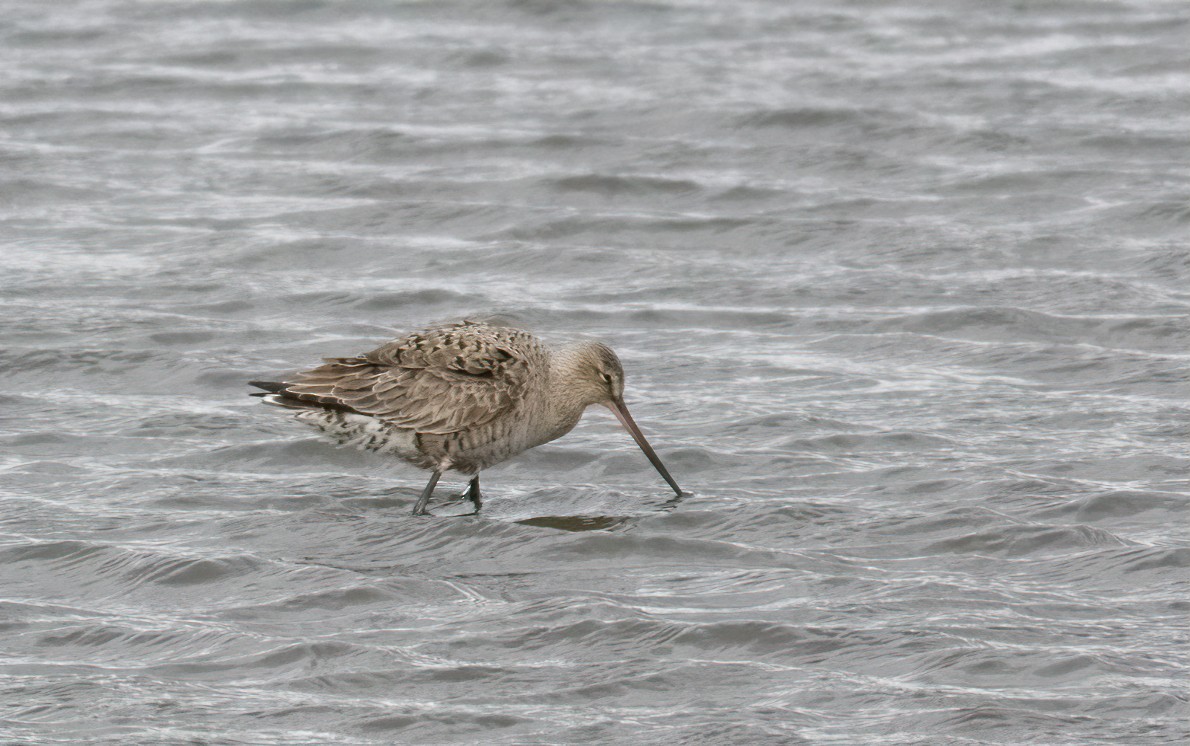 Hudsonian Godwit - ML560525841