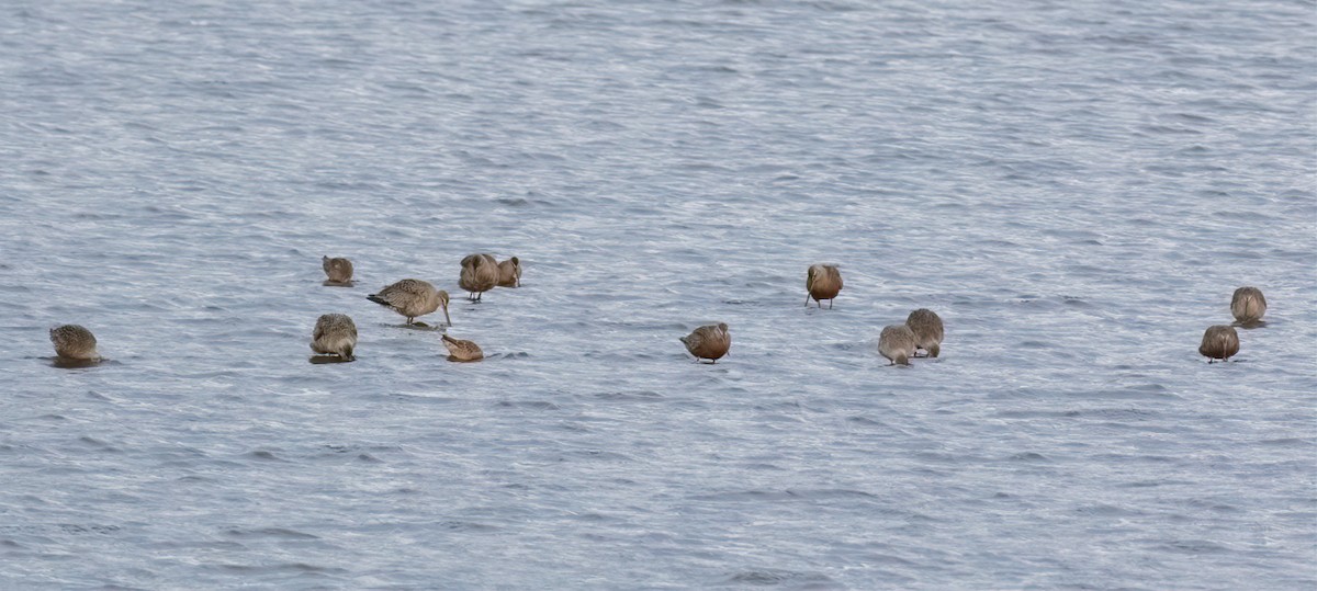 Hudsonian Godwit - ML560525851