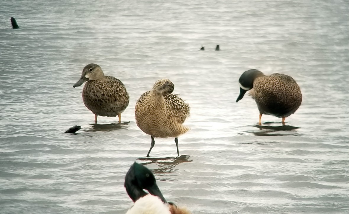 Marbled Godwit - ML560526041