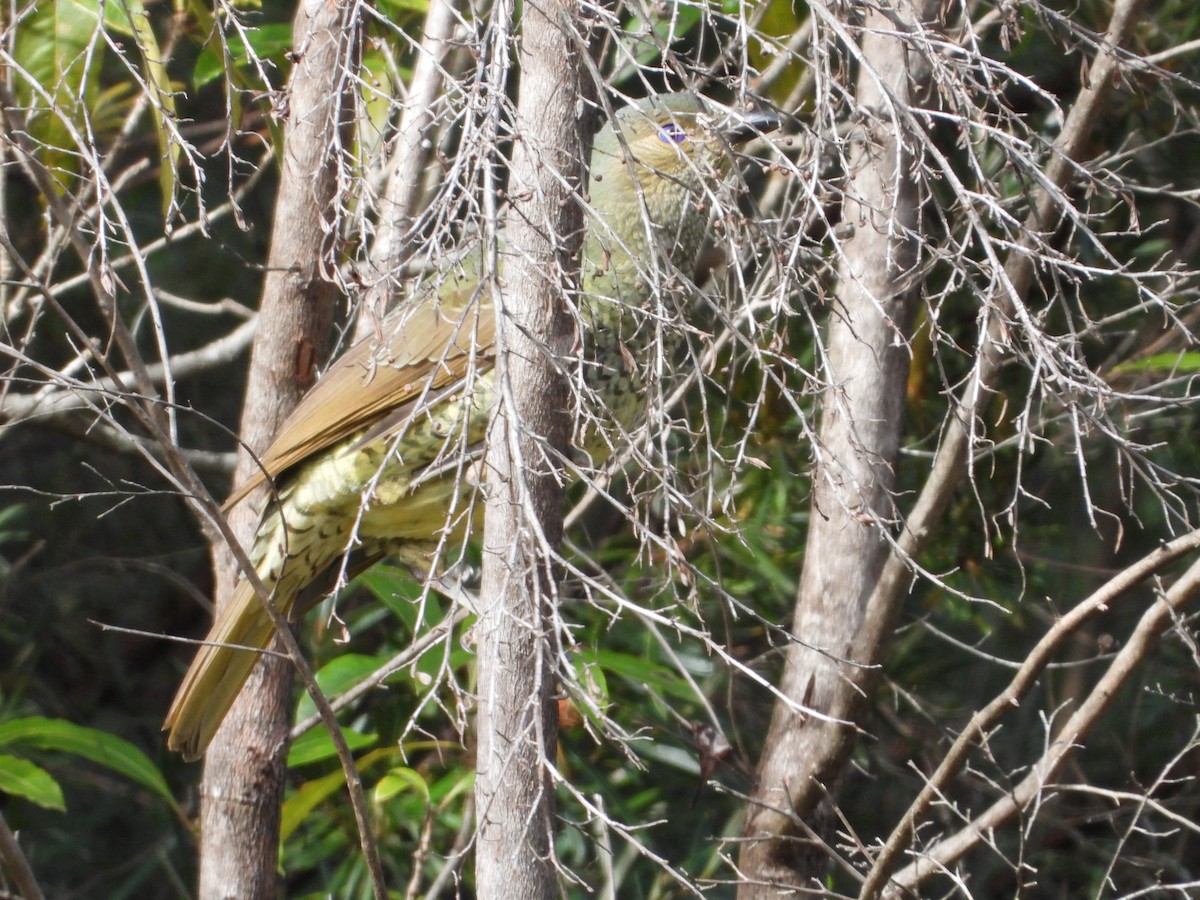 Satin Bowerbird - ML560526091