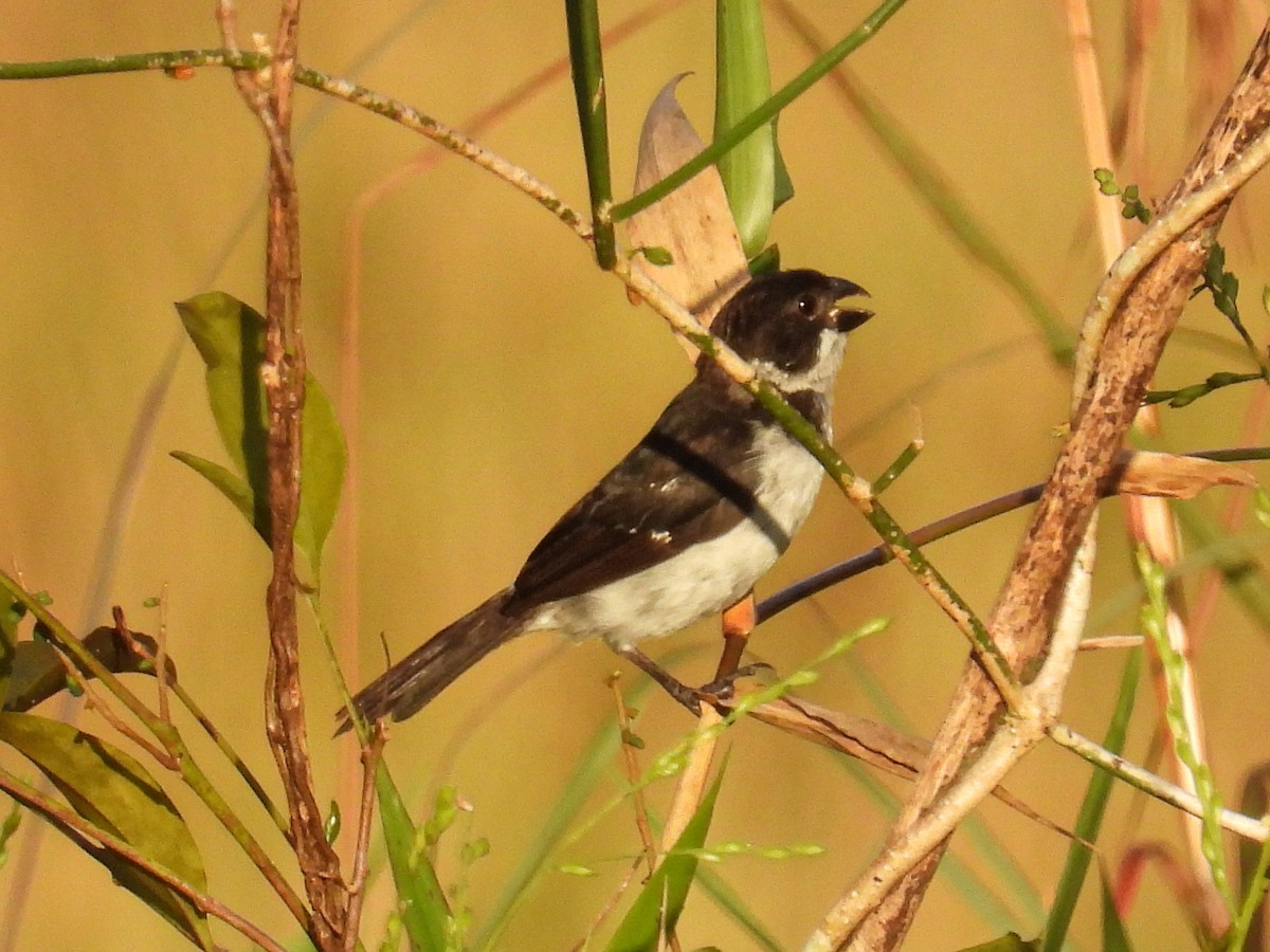 Wing-barred Seedeater (Caqueta) - ML560526211