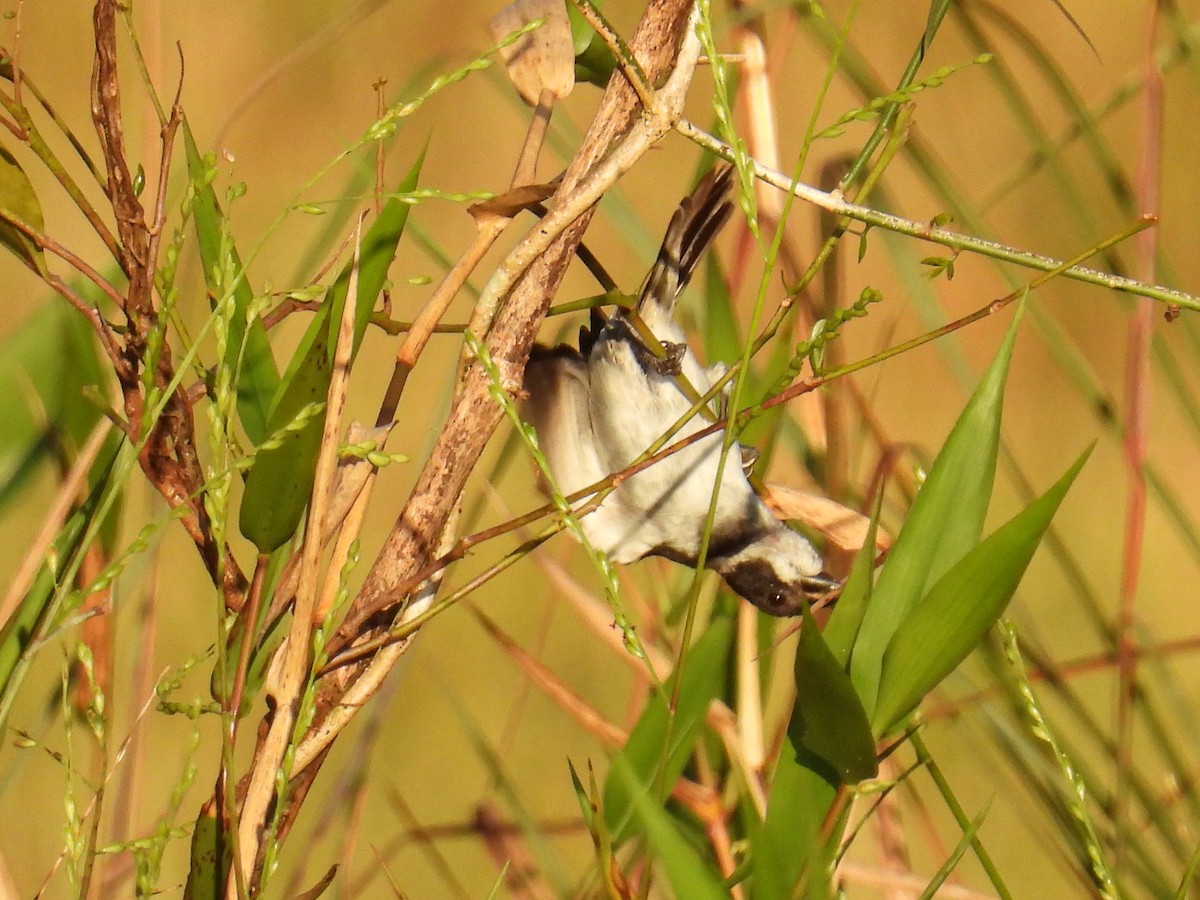 Wing-barred Seedeater (Caqueta) - ML560526311
