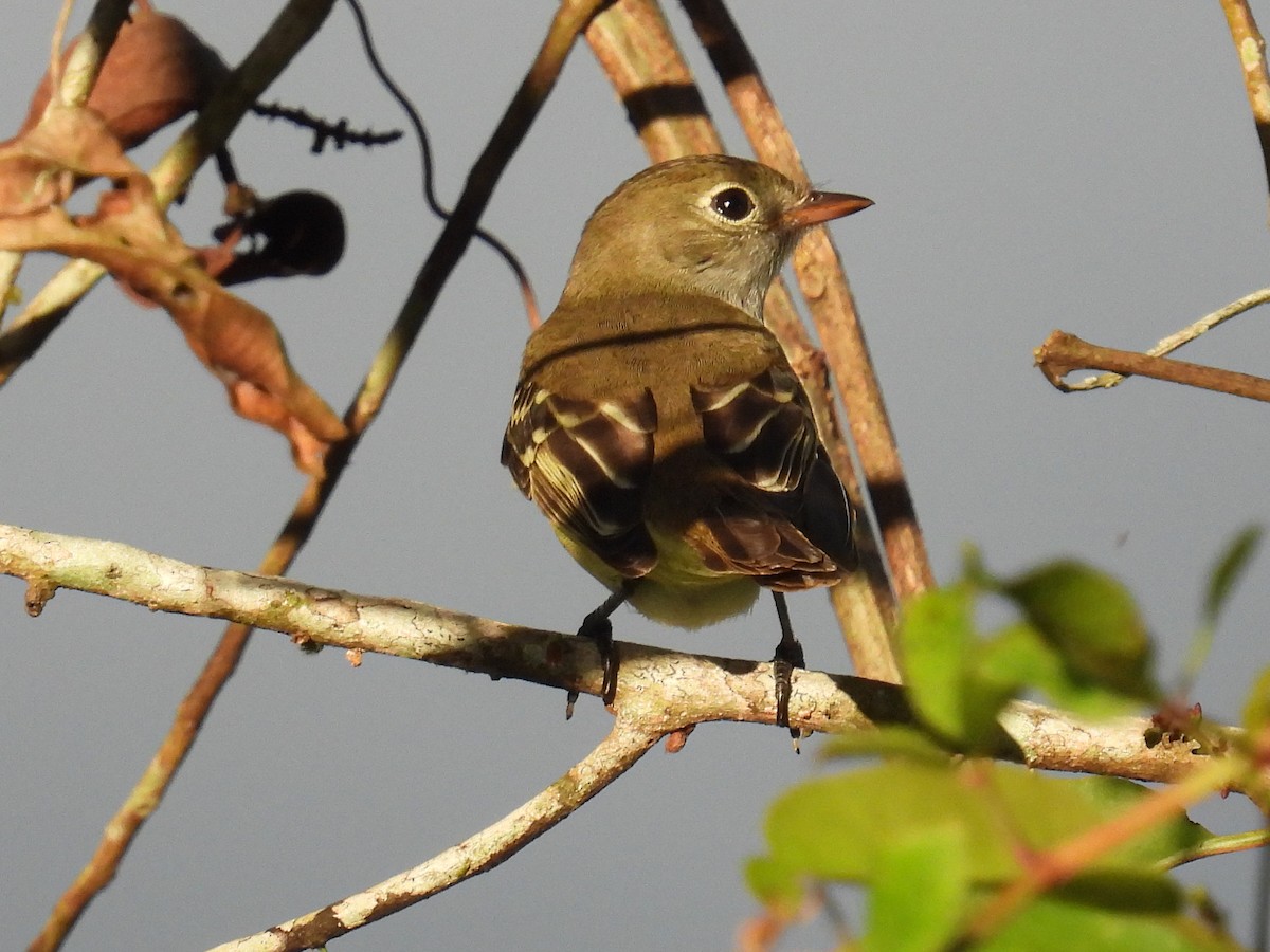 Small-billed Elaenia - ML560526351