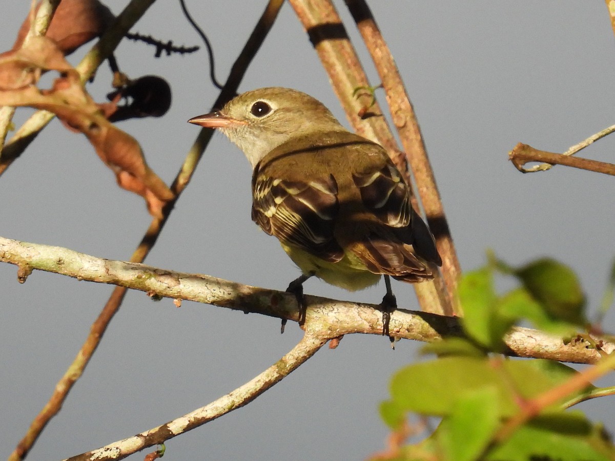 Small-billed Elaenia - ML560526361