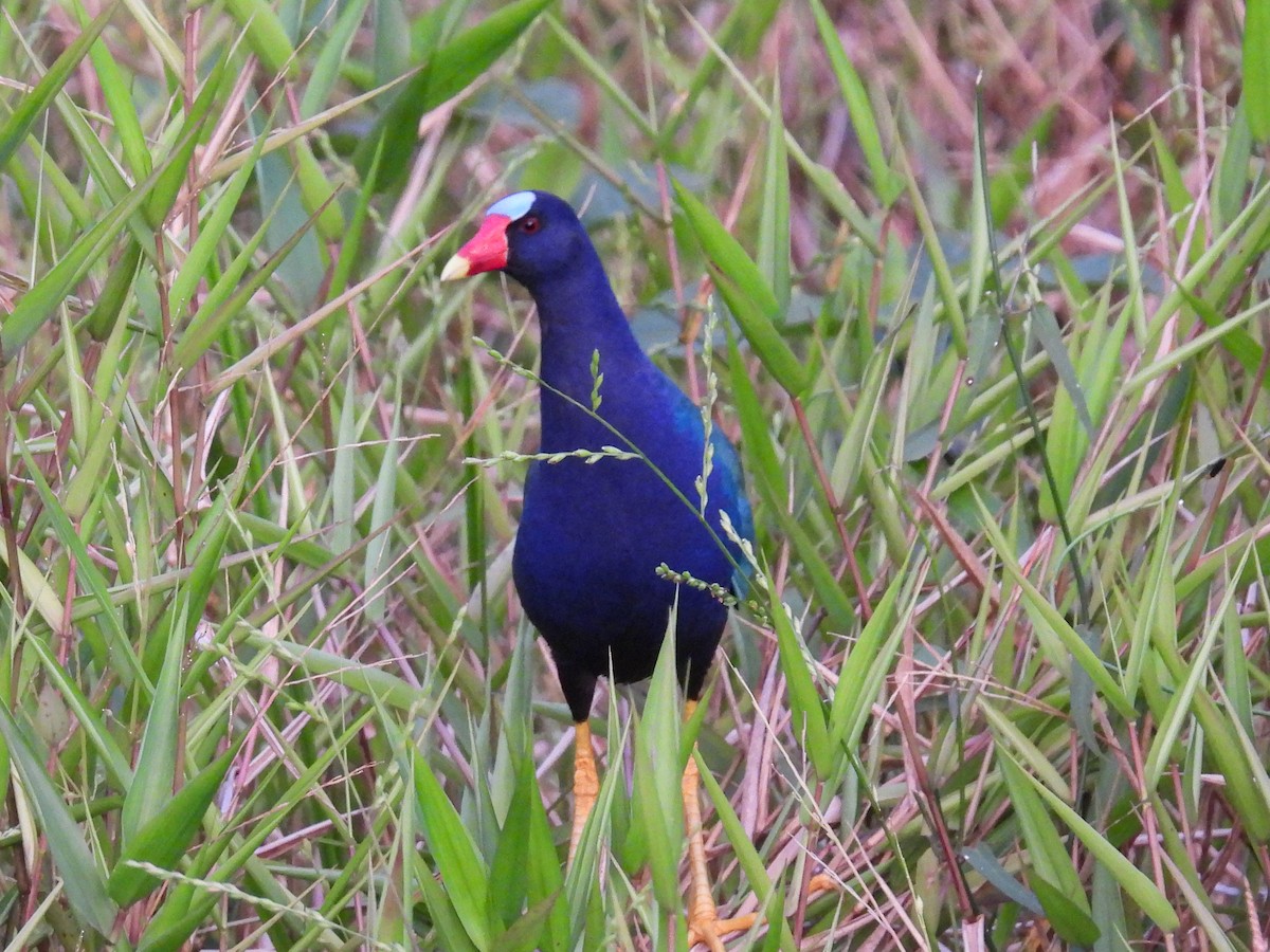 Purple Gallinule - ML560526561