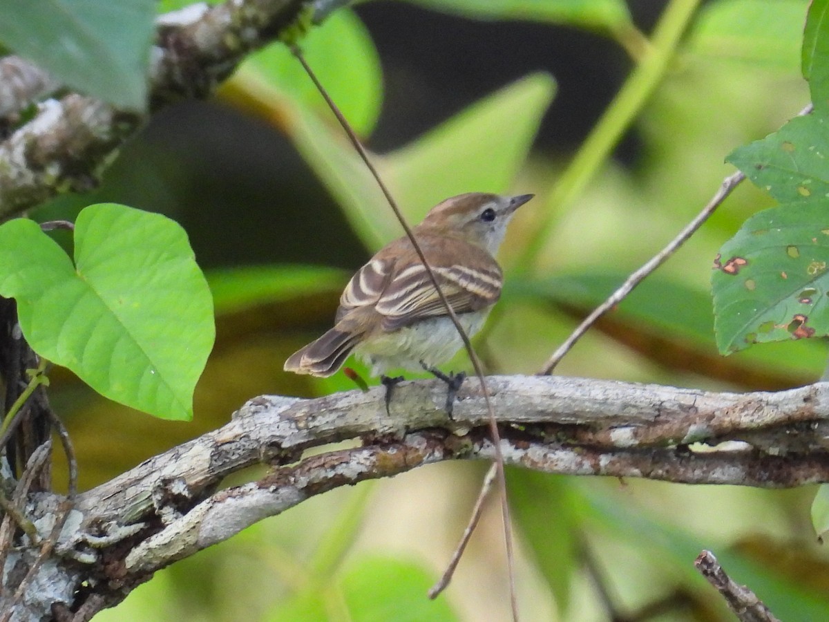 Mouse-colored Tyrannulet (Southern) - ML560526781