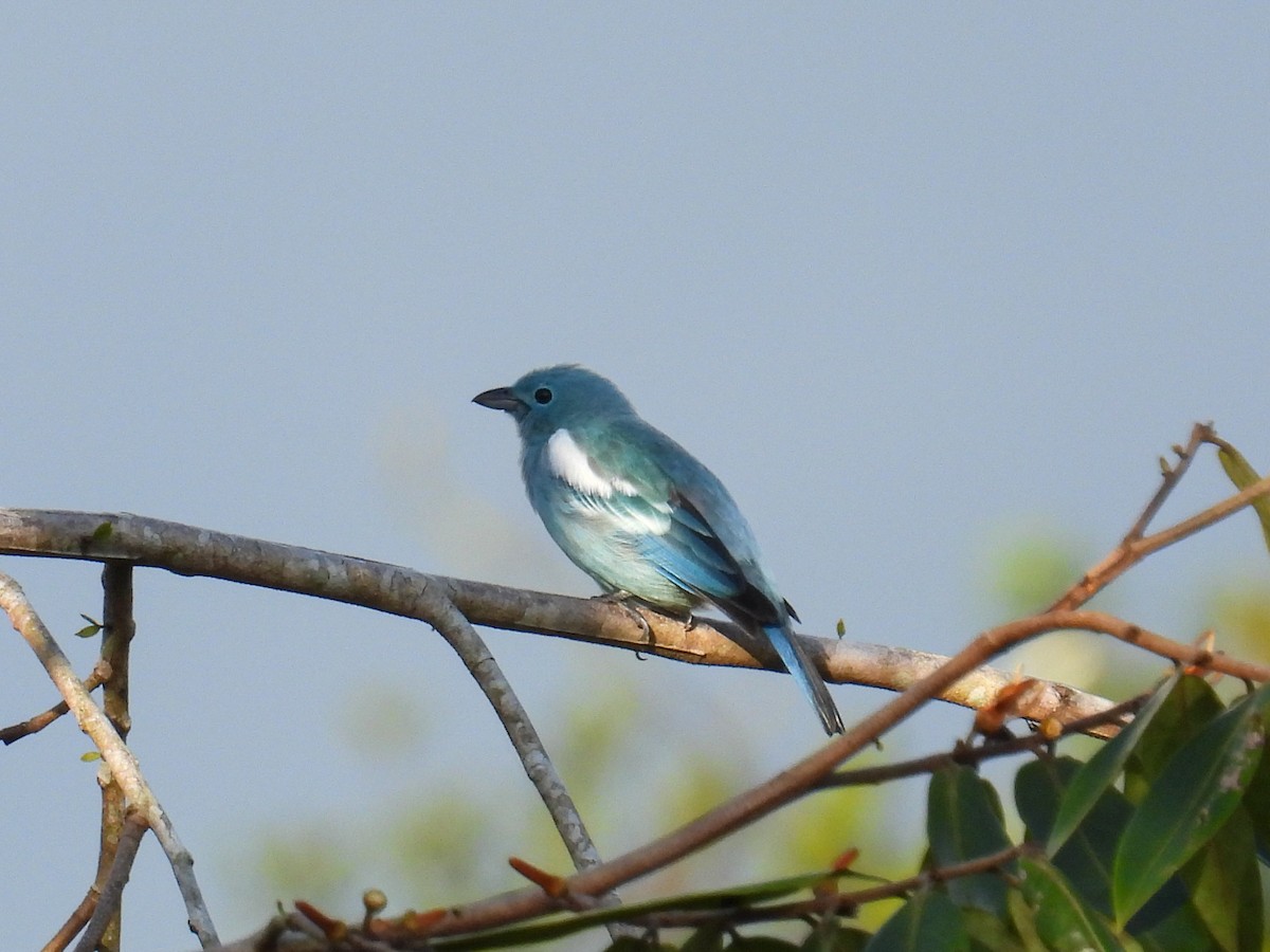 Blue-gray Tanager - ML560526831