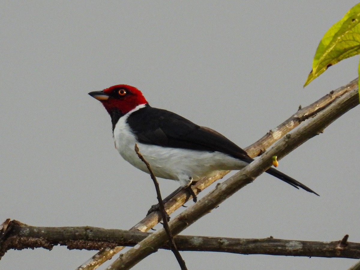 Red-capped Cardinal - ML560526991