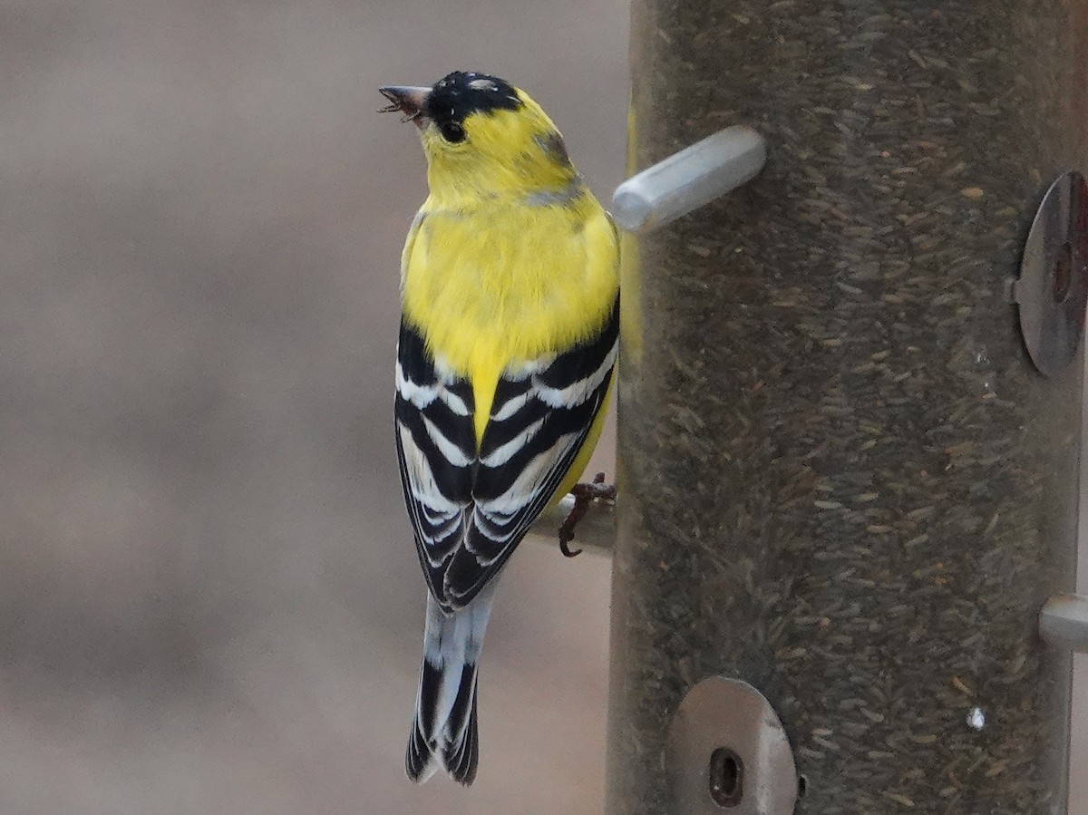 American Goldfinch - ML560527001