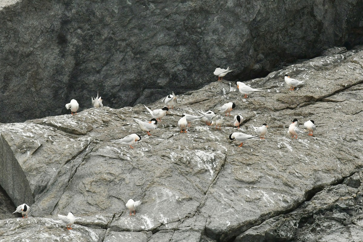 Roseate Tern - Qin Huang