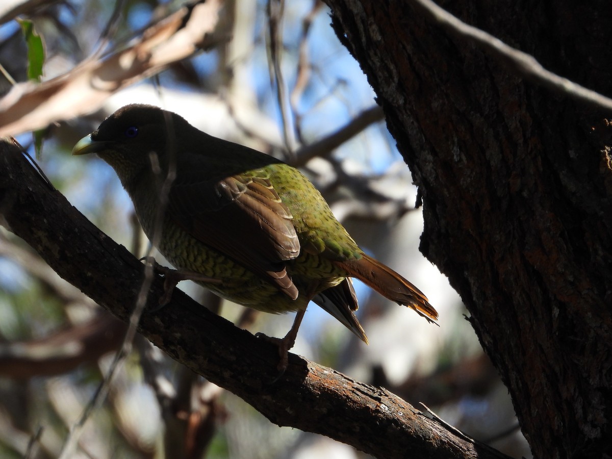 Satin Bowerbird - ML560527651