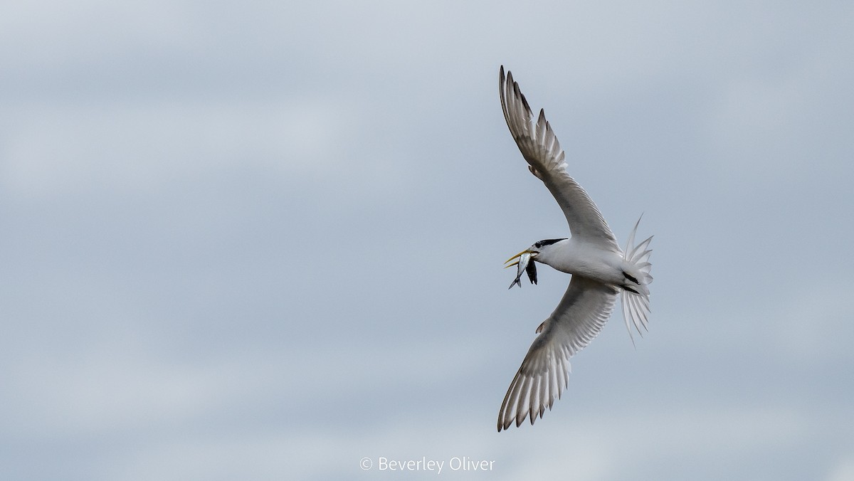 Great Crested Tern - ML560529601