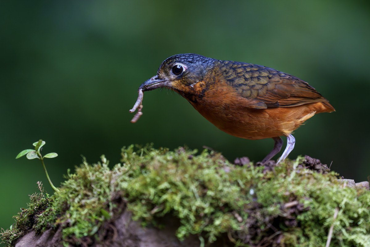 Scaled Antpitta - ML560529701