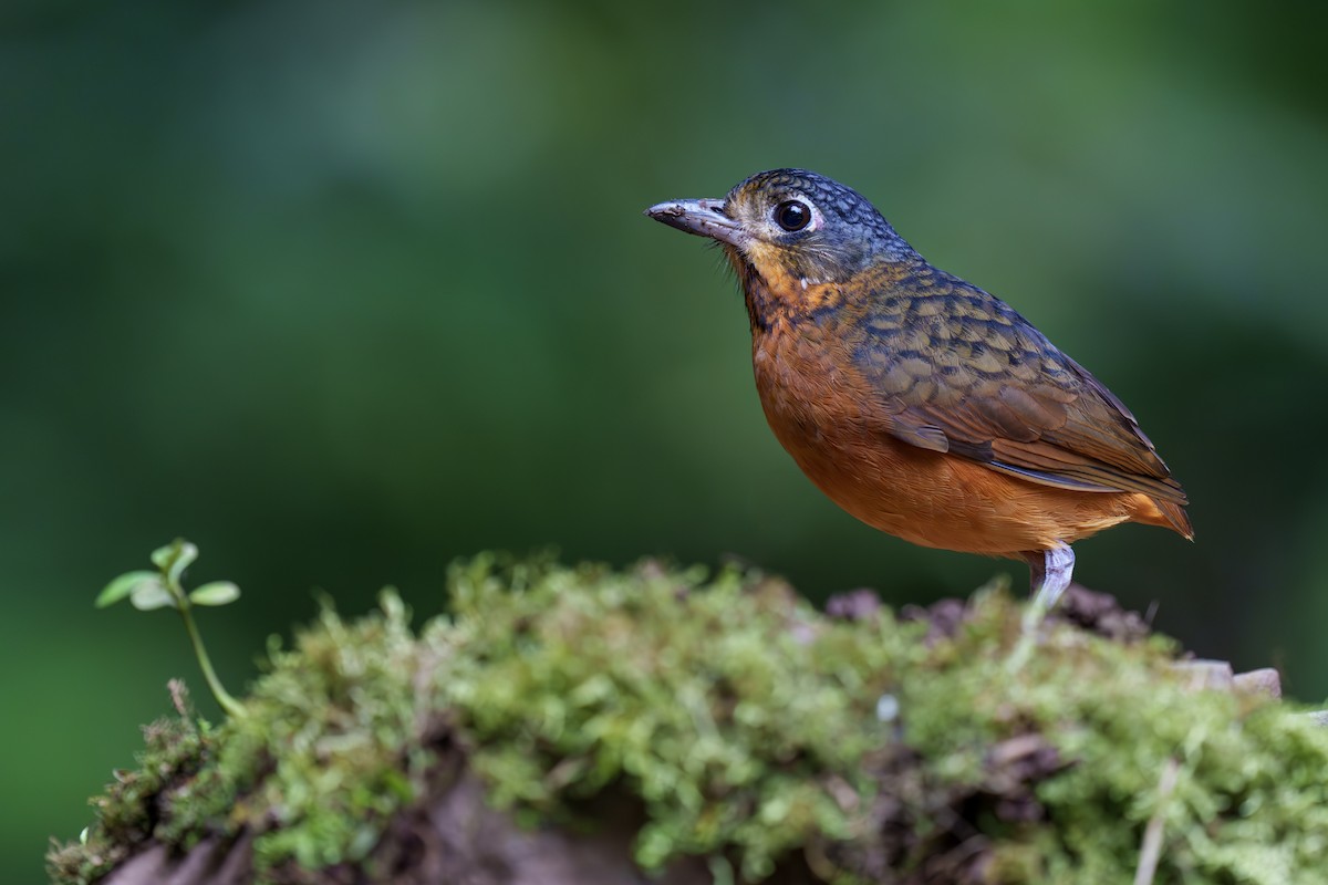 Scaled Antpitta - ML560529711