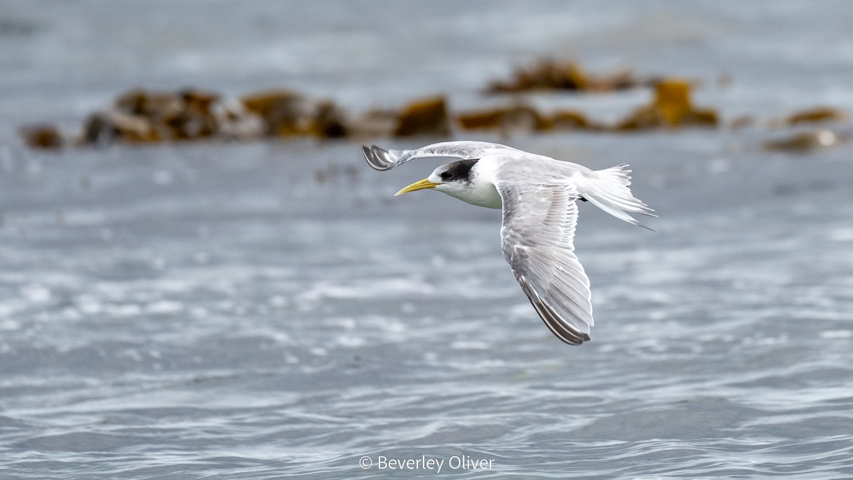 Great Crested Tern - ML560529821