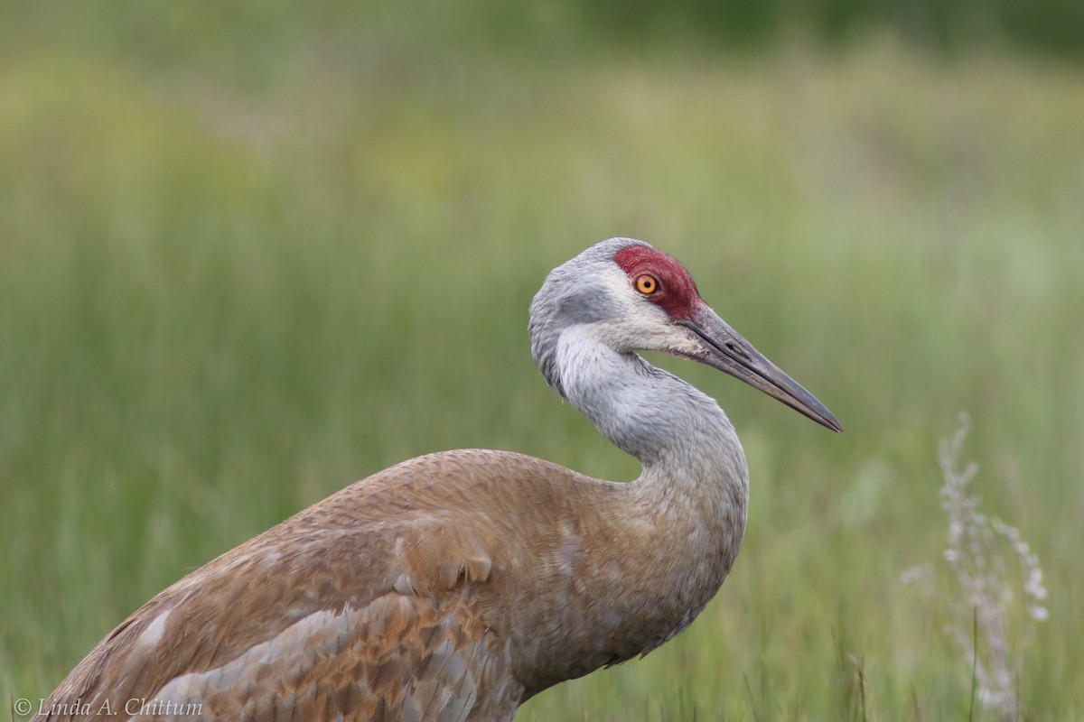 Sandhill Crane - Linda Chittum