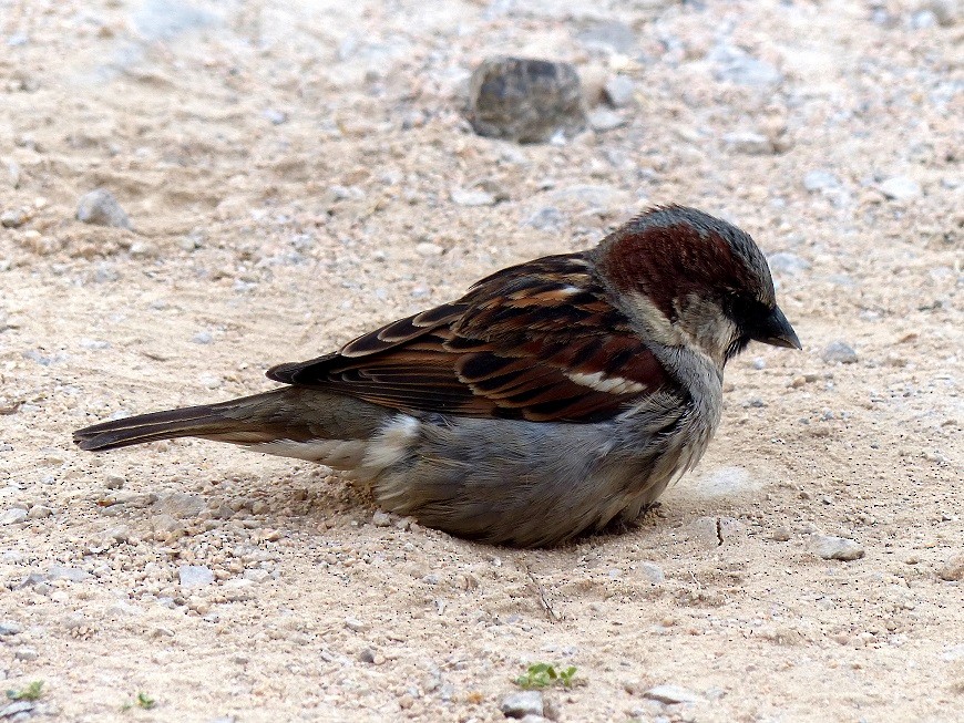 House Sparrow - Aziza Cooper