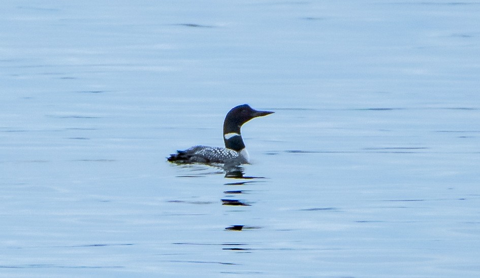 Common Loon - ML560531881