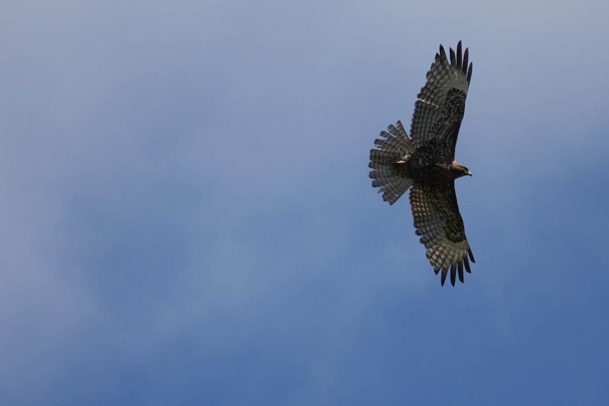 Red-tailed Hawk - Erica Rutherford/ John Colbert