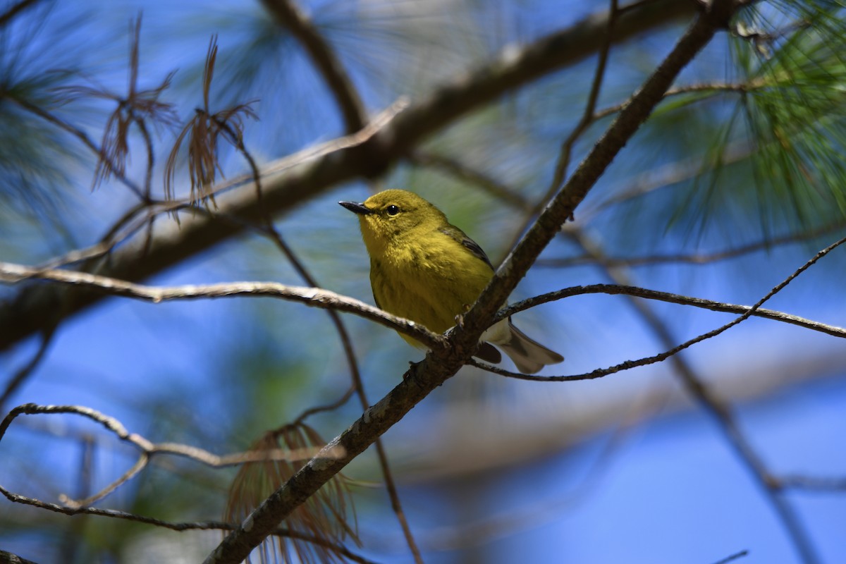 Pine Warbler - Christopher Veale