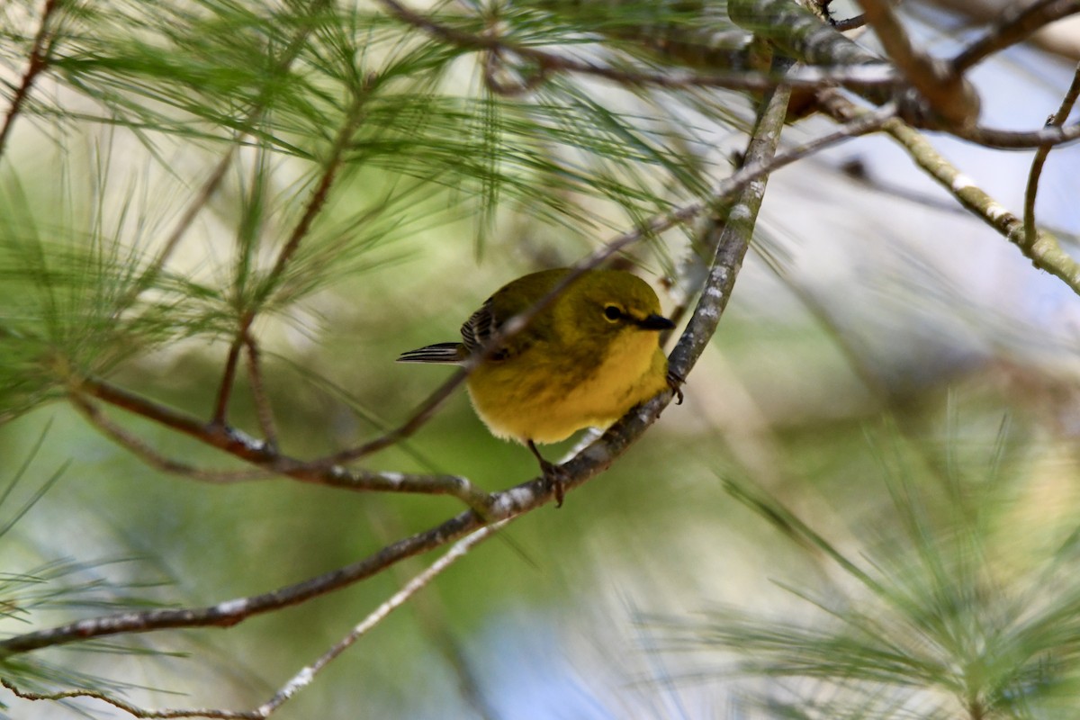 Pine Warbler - ML560533071