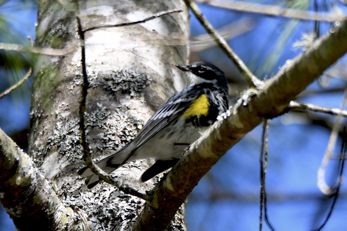 Yellow-rumped Warbler - Christopher Veale