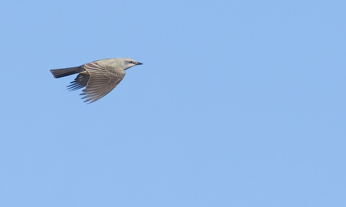 Western Kingbird - Marky Mutchler