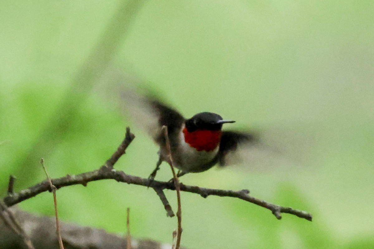 Ruby-throated Hummingbird - Parker Marsh