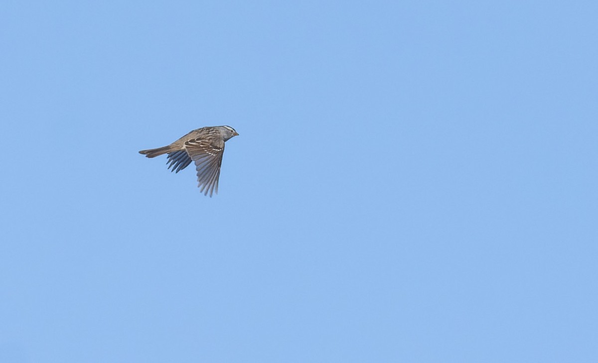 White-crowned Sparrow - ML560534131