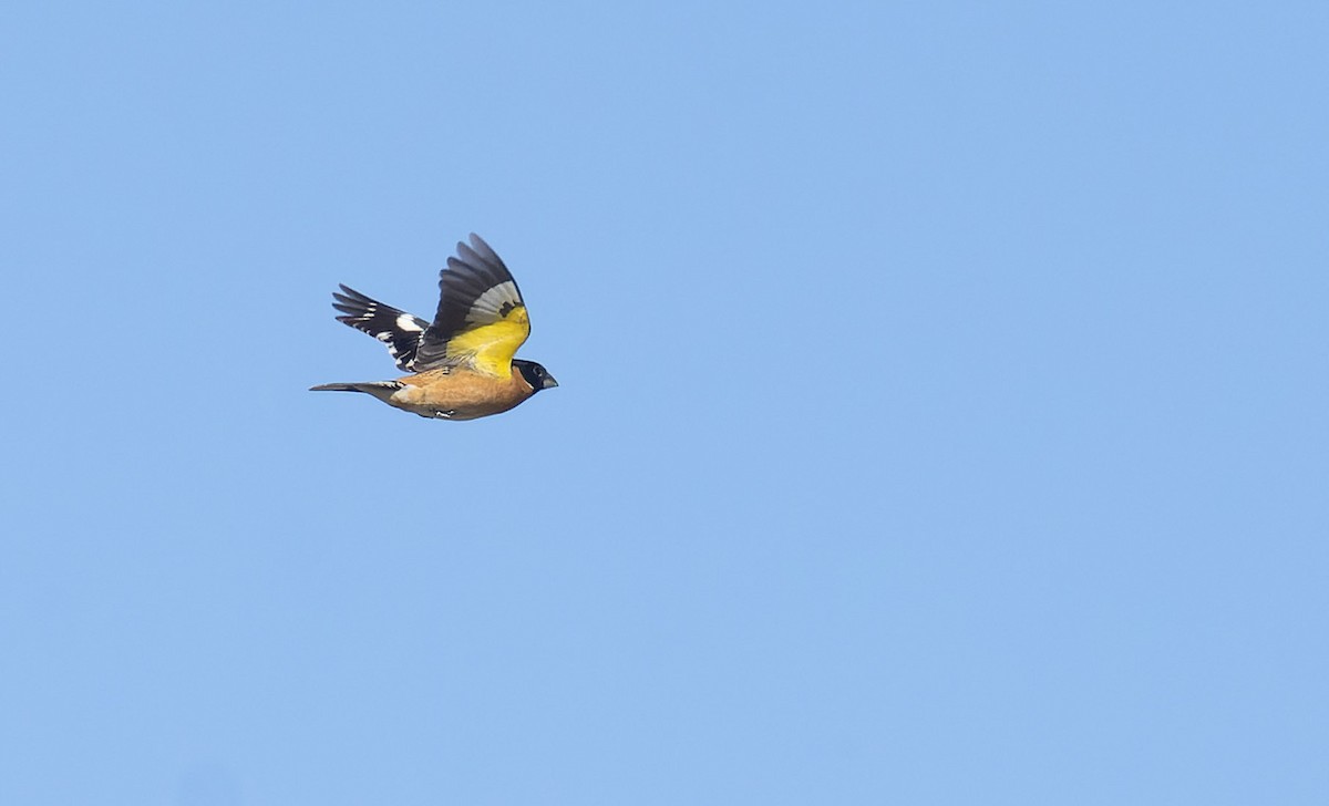 Black-headed Grosbeak - ML560535271