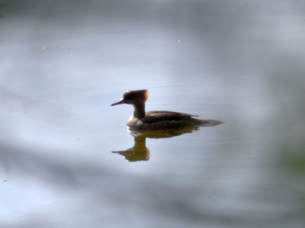 Hooded Merganser - ML560535761