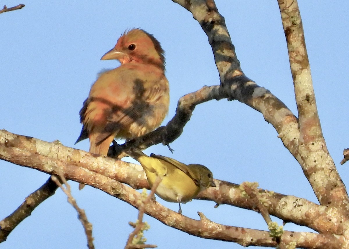 Summer Tanager - ML560536361