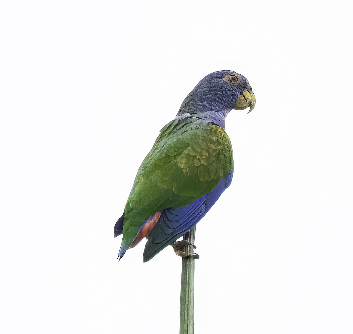 White-crowned Parrot - Julie Morgan