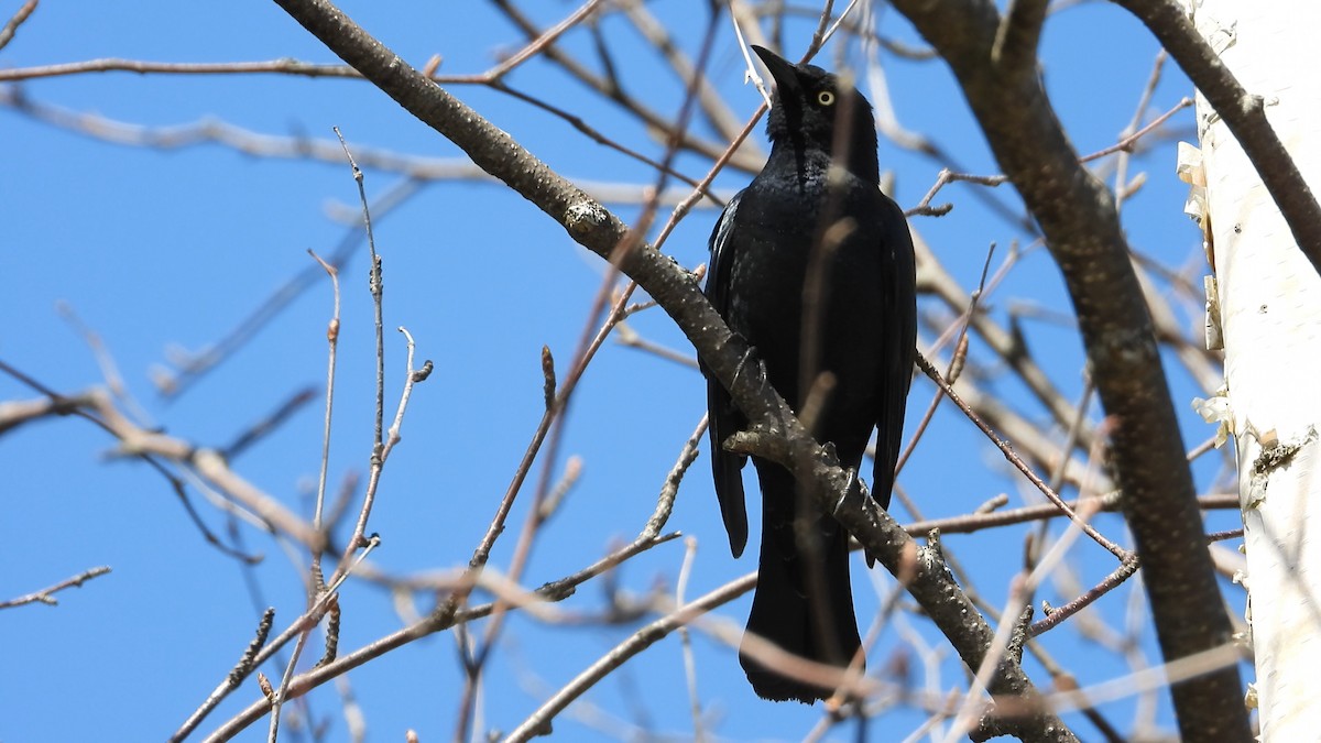 Rusty Blackbird - ML560538331