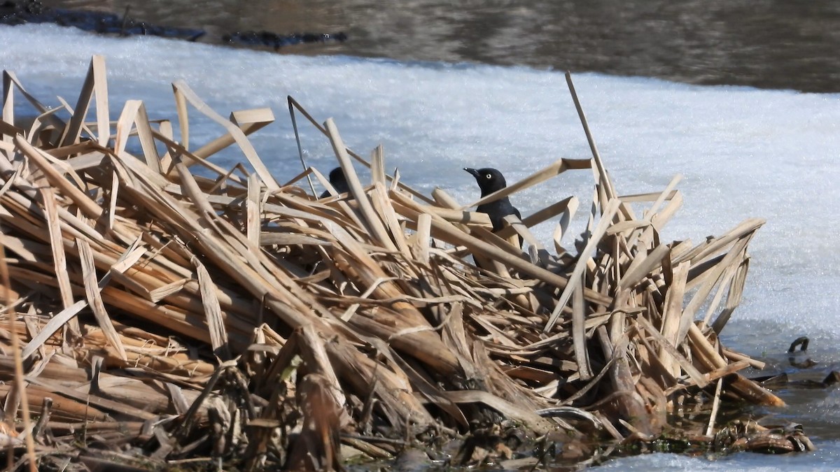 Rusty Blackbird - ML560538361