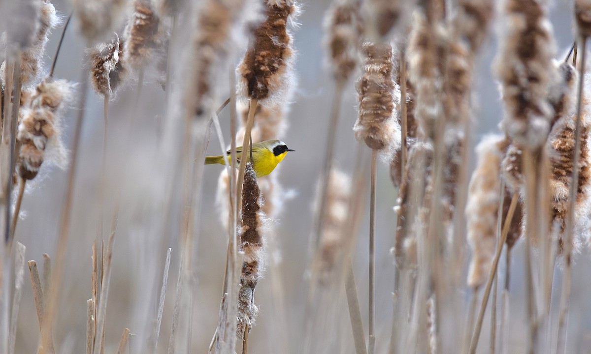 Common Yellowthroat - Nick  Park