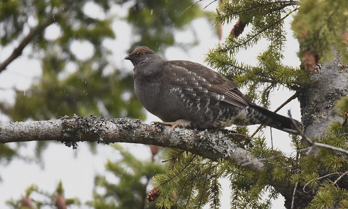 Sooty Grouse - ML560539051