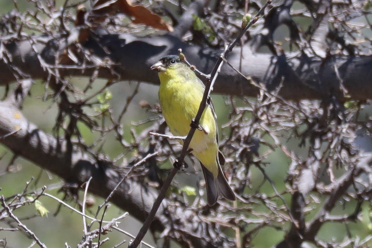 Lesser Goldfinch - ML560539391