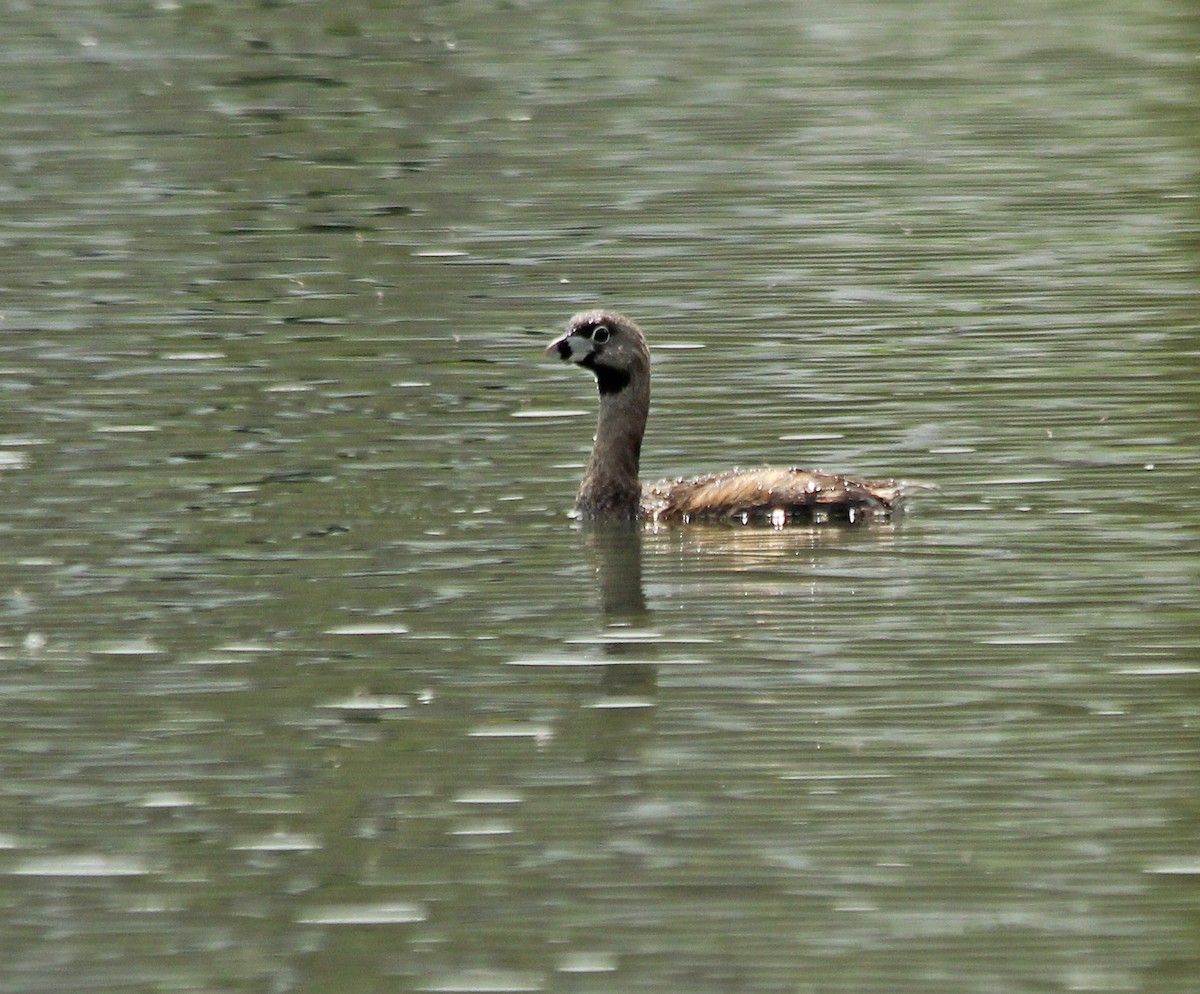 Pied-billed Grebe - ML56053951