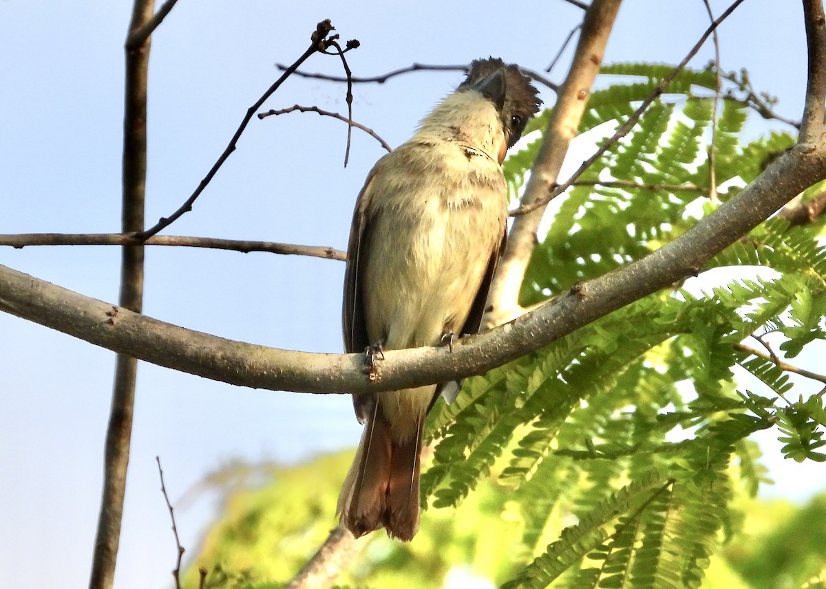 Rose-throated Becard - Pat Hare