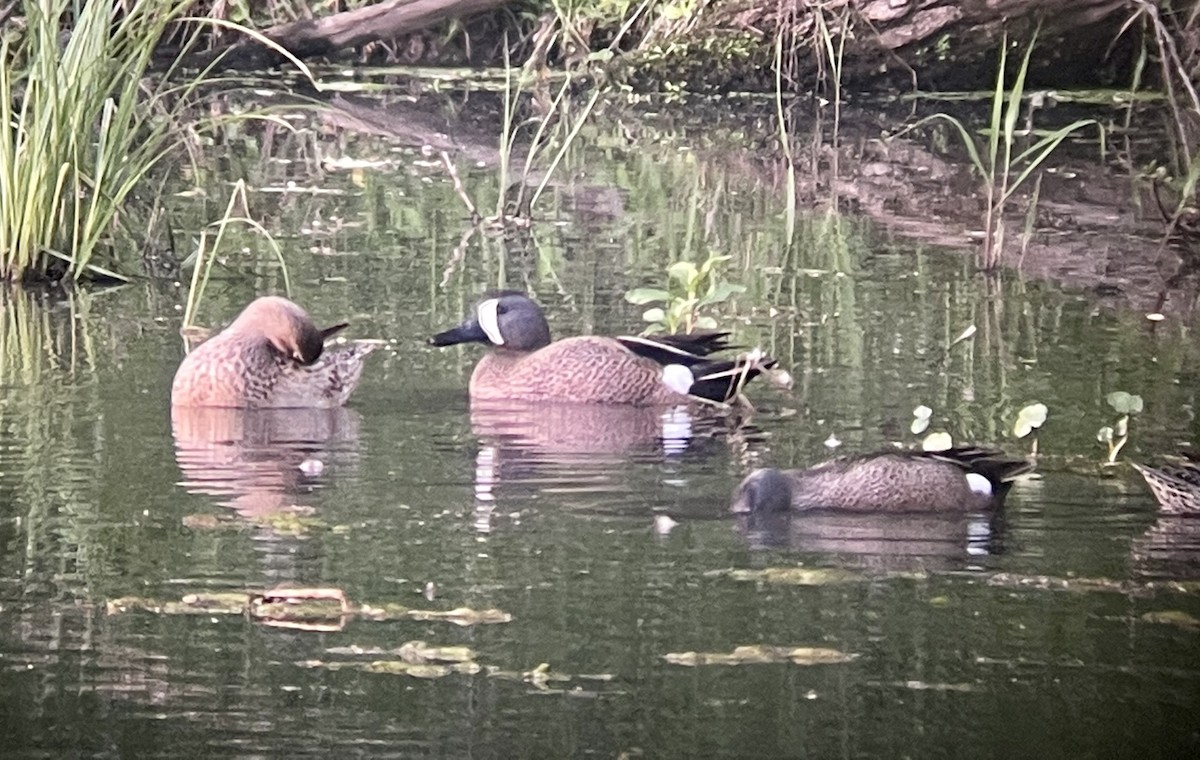 Blue-winged Teal - ML560539781