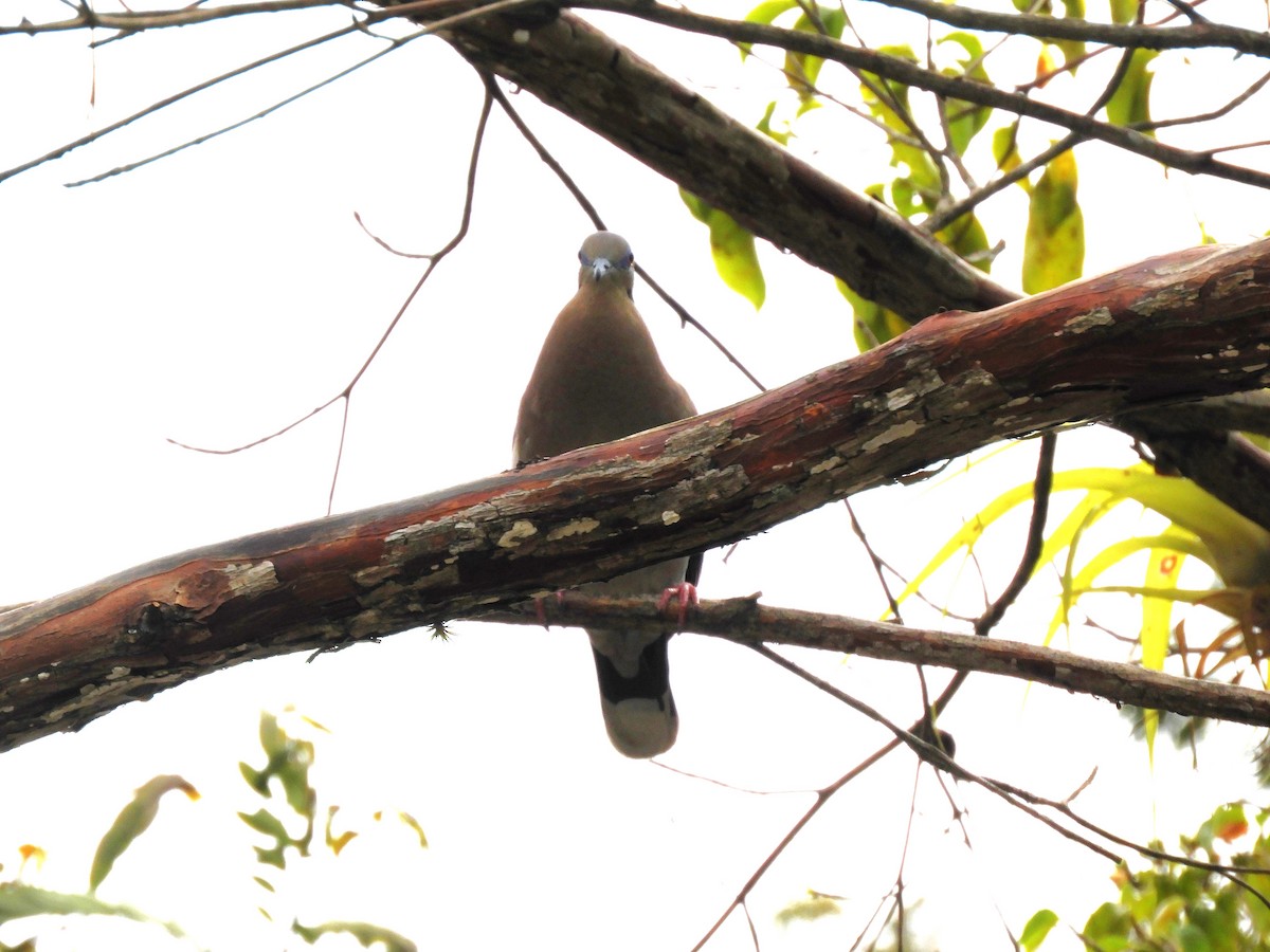 Rock Pigeon (Feral Pigeon) - ML560540051