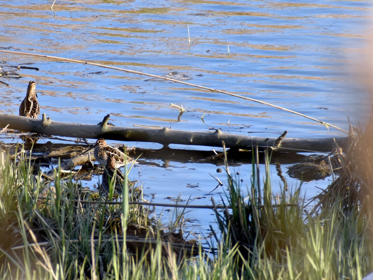 Wilson's Snipe - ML560540501