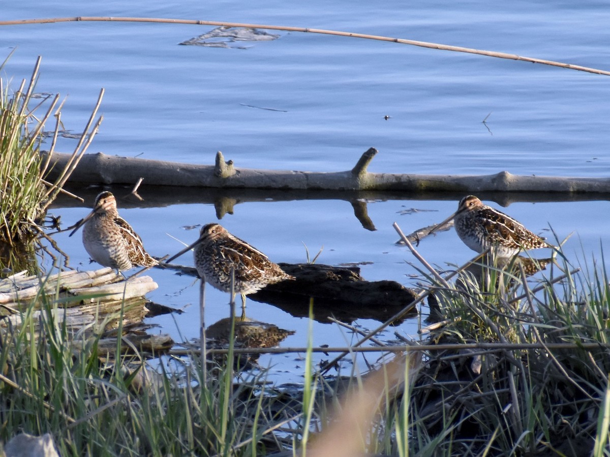 Wilson's Snipe - ML560540511